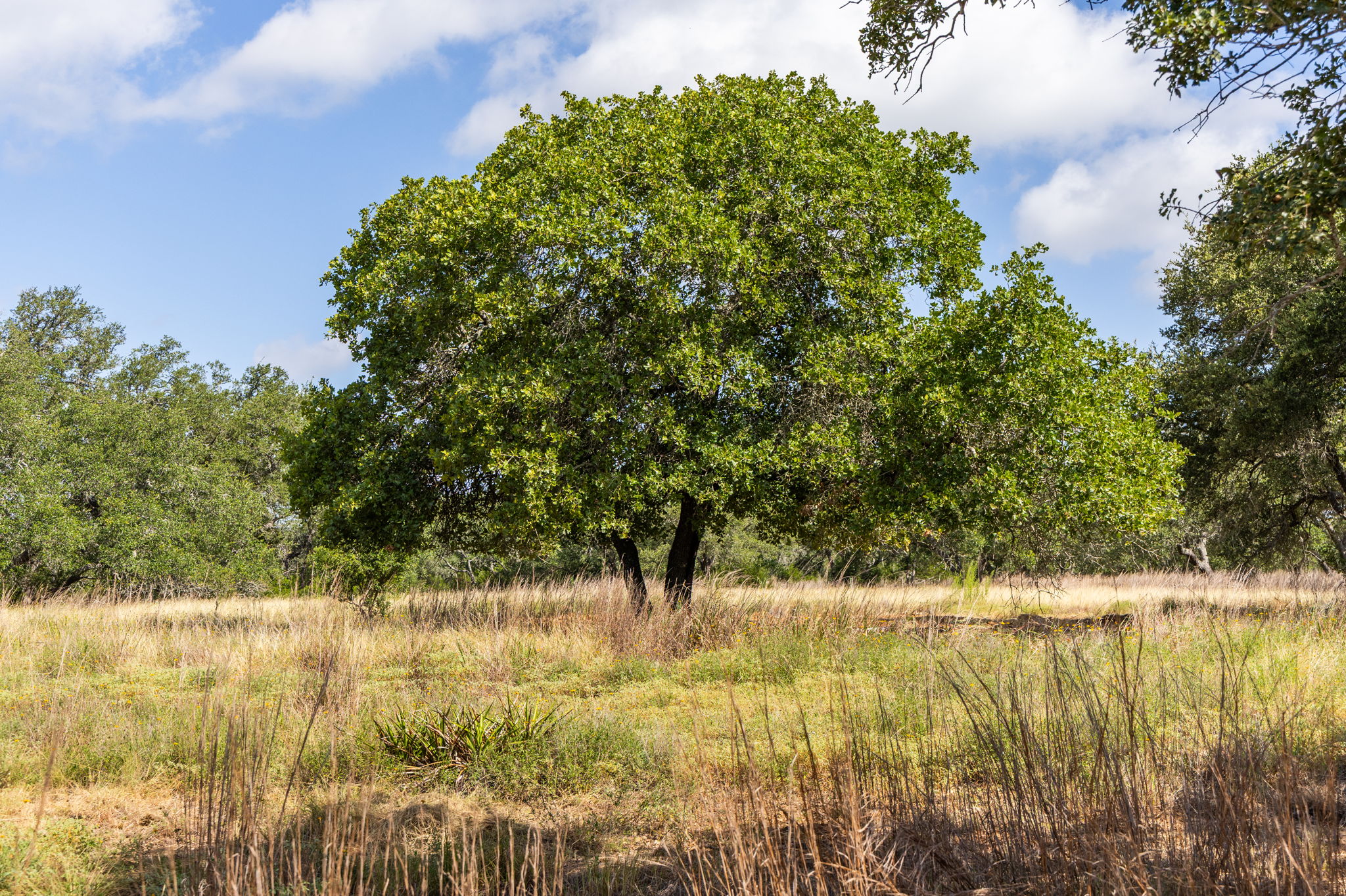 5385 Ranch Road 165 Blanco, TX 78606 - Photo 13 of 40 Mature trees and native grasses create a picturesque, natural setting for your dream home.