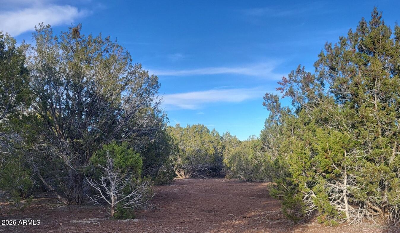 15115 Noseeum Road, Unit 261 Williams, AZ 86046 - Photo 12 of 19 a view of a yard