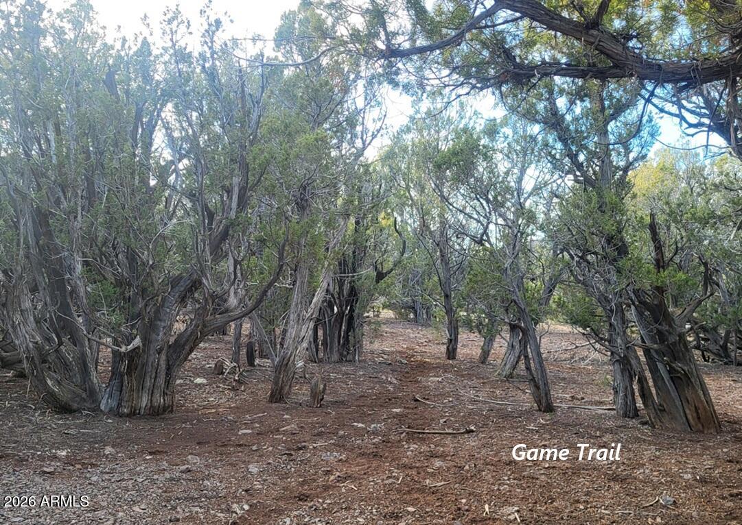 15115 Noseeum Road, Unit 261 Williams, AZ 86046 - Photo 13 of 19 a view of a forest with trees in the background
