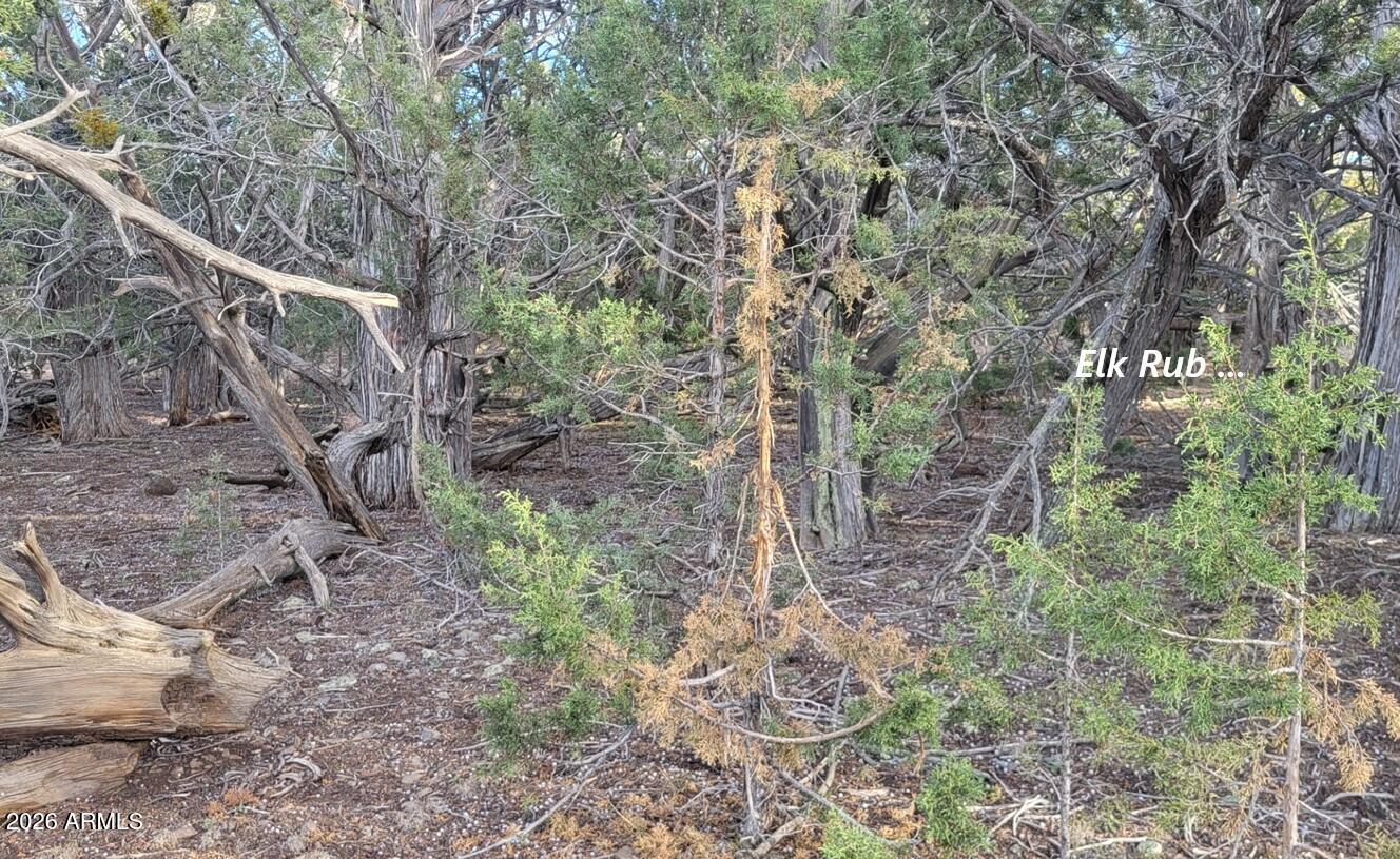 15115 Noseeum Road, Unit 261 Williams, AZ 86046 - Photo 16 of 19 a backyard of a house with lots of plants and large tree