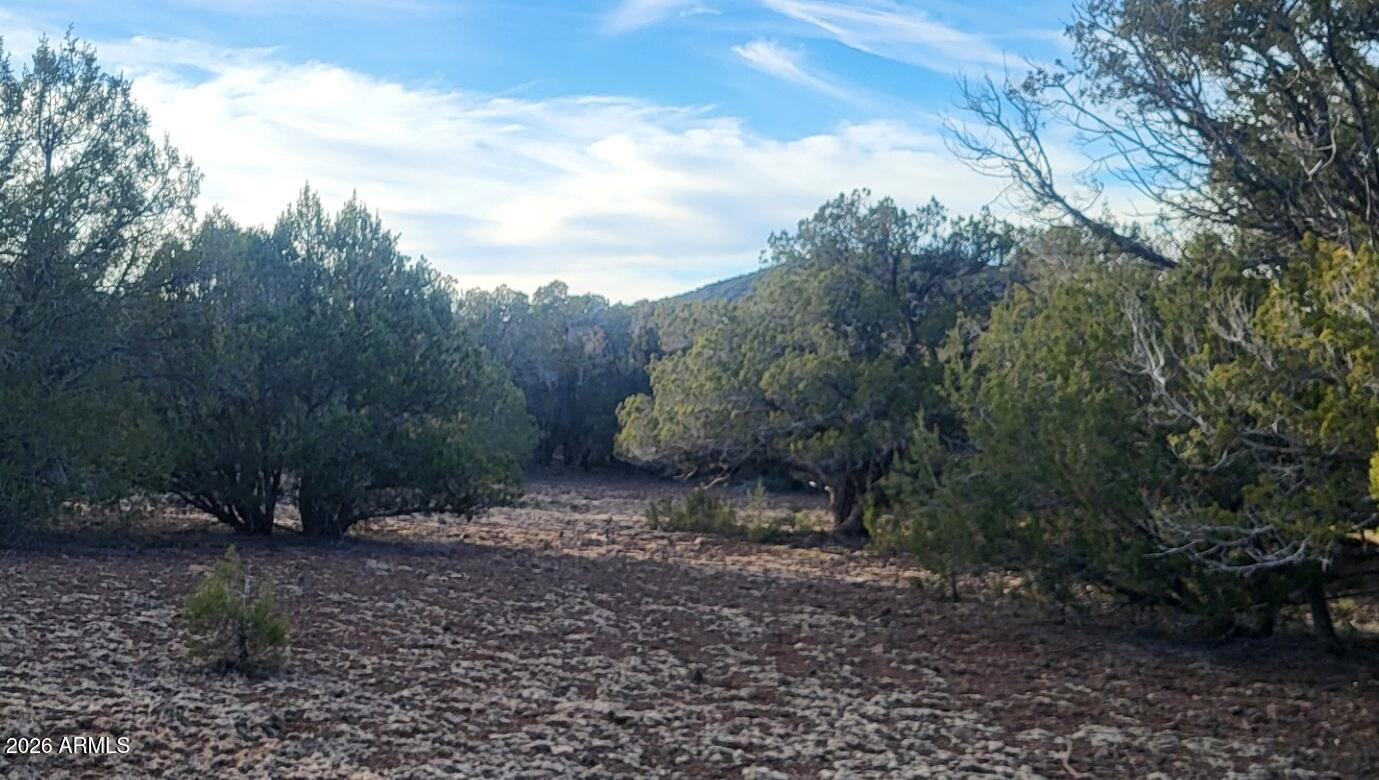 15115 Noseeum Road, Unit 261 Williams, AZ 86046 - Photo 17 of 19 a view of a yard with trees in the background