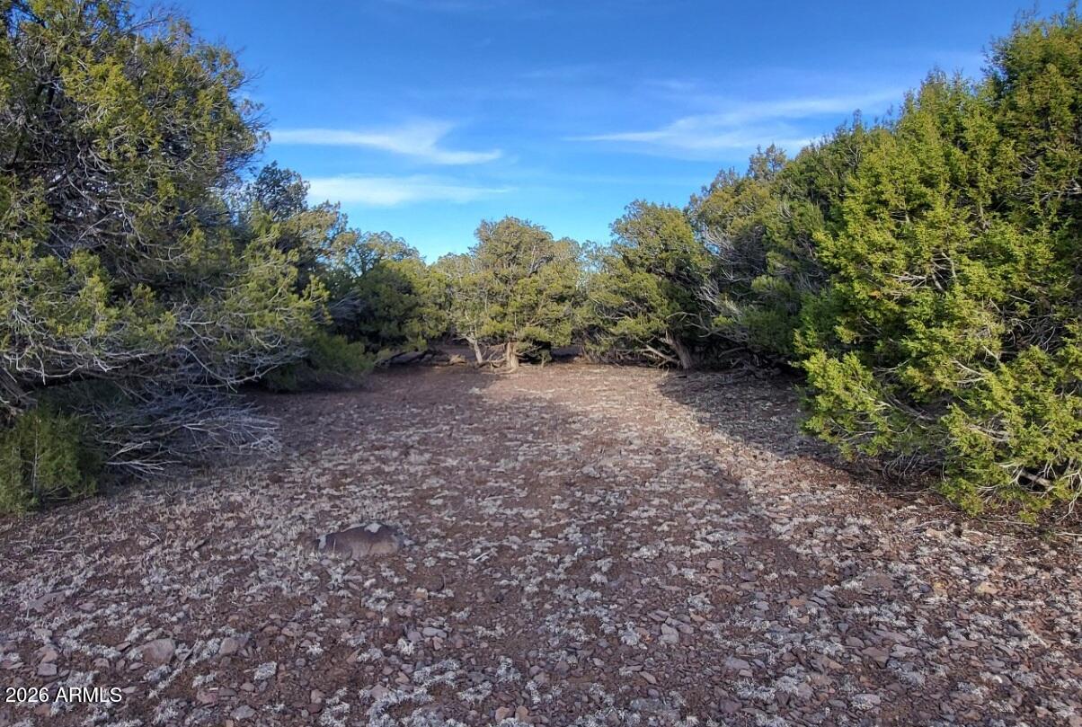 15115 Noseeum Road, Unit 261 Williams, AZ 86046 - Photo 18 of 19 a view of a forest with trees in the background