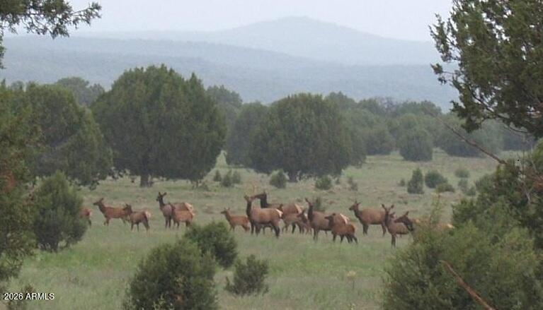 15115 Noseeum Road, Unit 261 Williams, AZ 86046 - Photo 19 of 19 a view of a bunch of trees and bushes