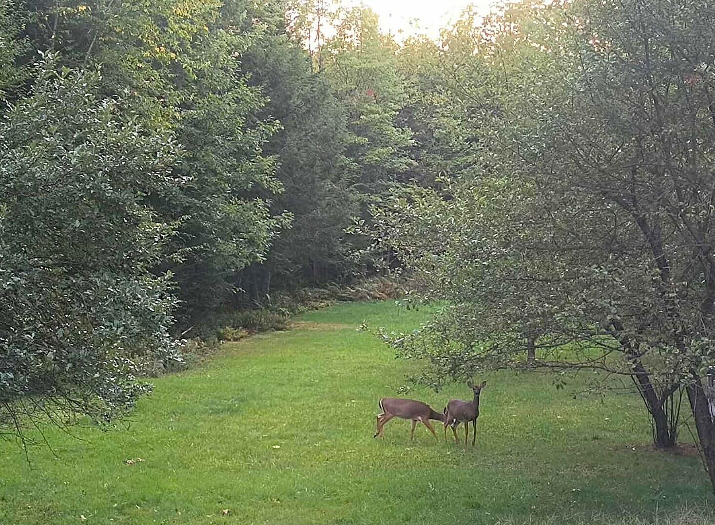 1150 Lakewood Road Madison, ME 04950 - Photo 26 of 32 2025-1150 back yard 2 deer