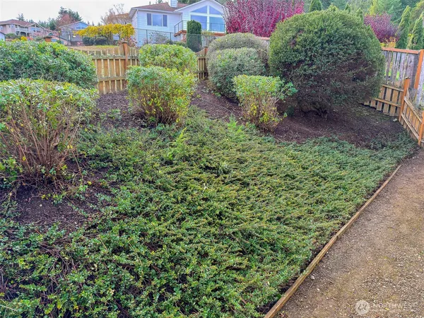 a view of a garden with plants and large trees