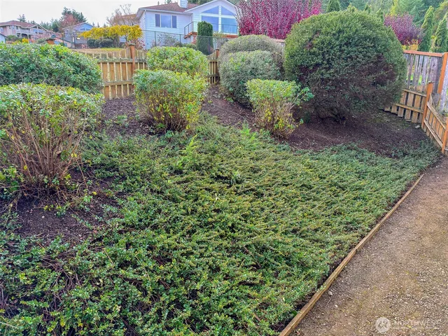 a view of a garden with plants and large trees