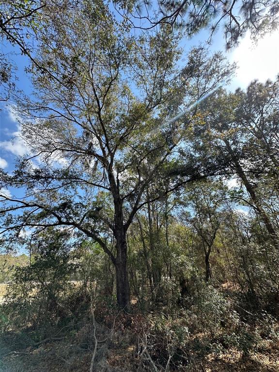 0 Courlan Road Brooksville, FL 34614 - Photo 2 of 7 a view of tree