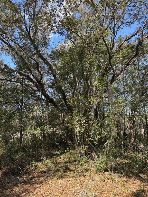 0 Courlan Road Brooksville, FL 34614 - Photo 3 of 7 a view of a yard with a tree