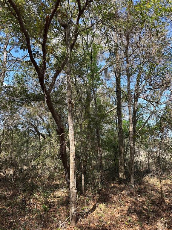 0 Courlan Road Brooksville, FL 34614 - Photo 4 of 7 a view of a forest with trees in the background