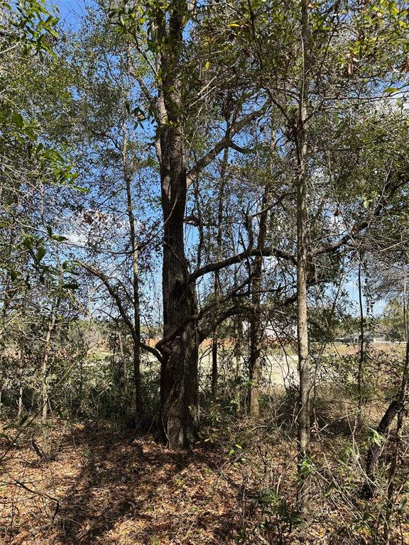 0 Courlan Road Brooksville, FL 34614 - Photo 5 of 7 a view of tree