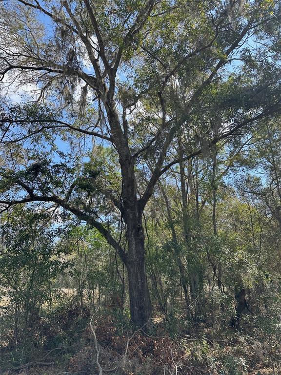 0 Courlan Road Brooksville, FL 34614 - Photo 6 of 7