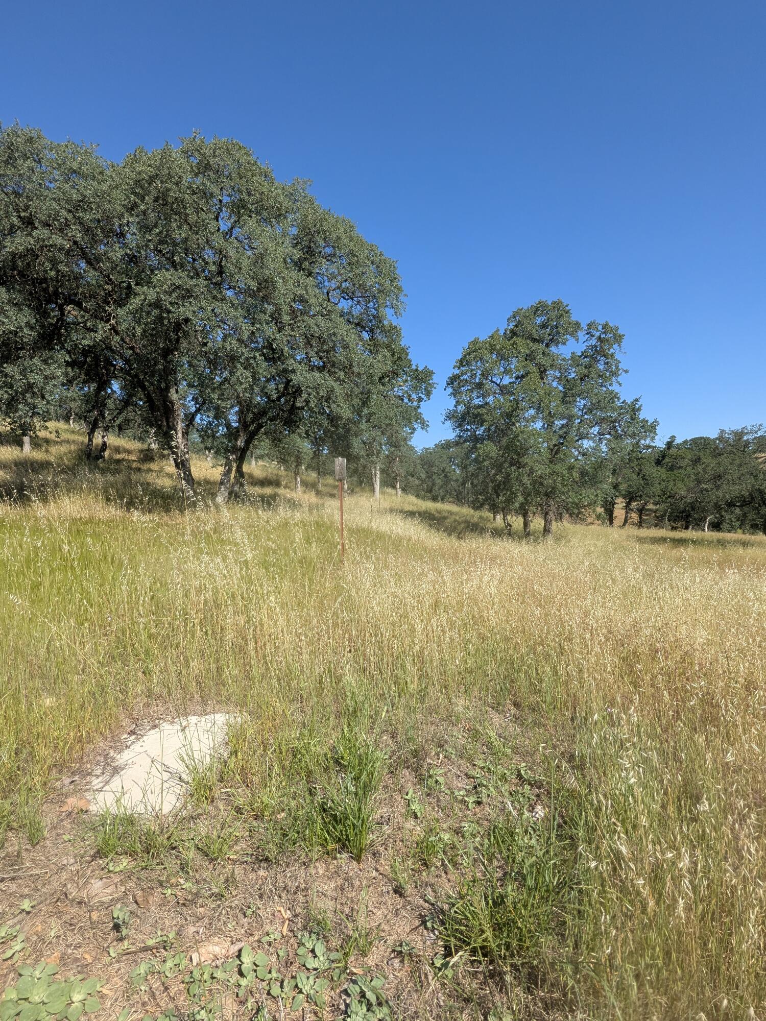 22580 Rio Robles Drive Red Bluff, CA 96080 - Photo 8 of 8 PXL_20260429_172945234