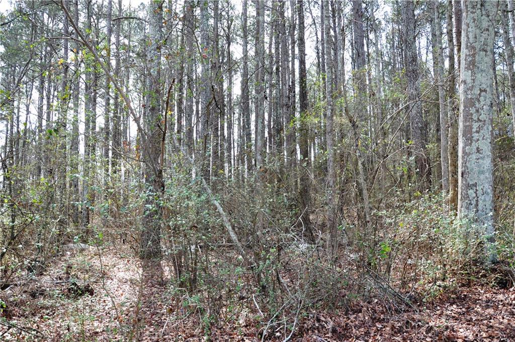 0 Monroe Highway Bethlehem, GA 30620 - Photo 11 of 12 a view of forest