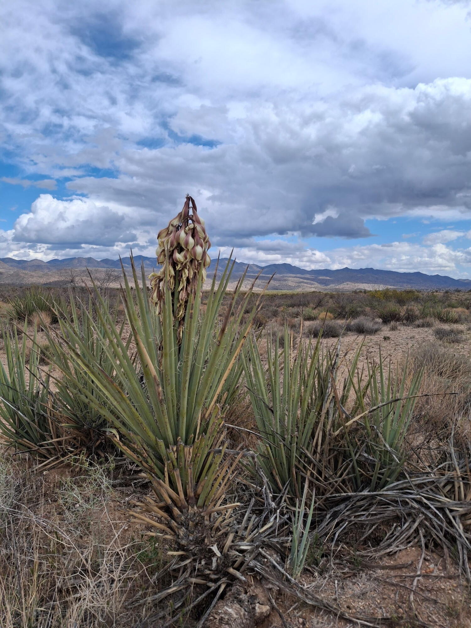 7 Paled Dunes Rd Drive Blythe, CA 92225 - Photo 1 of 7 a view of a garden