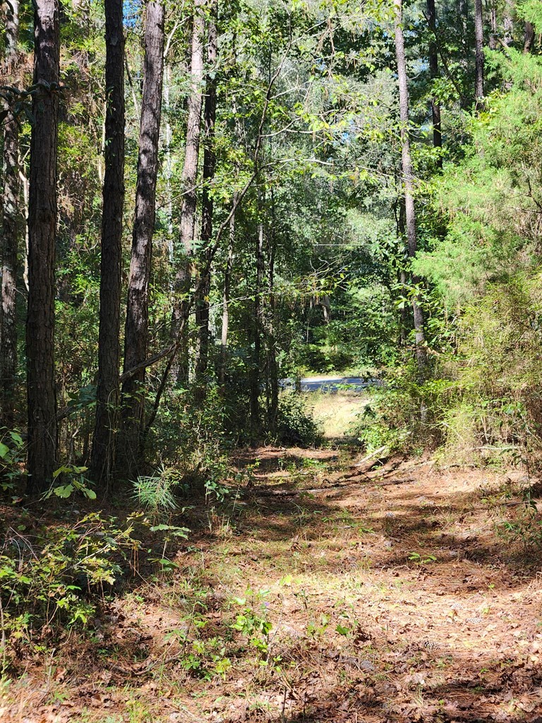 3170 County Road 53 Abbeville, AL 36310 - Photo 3 of 8