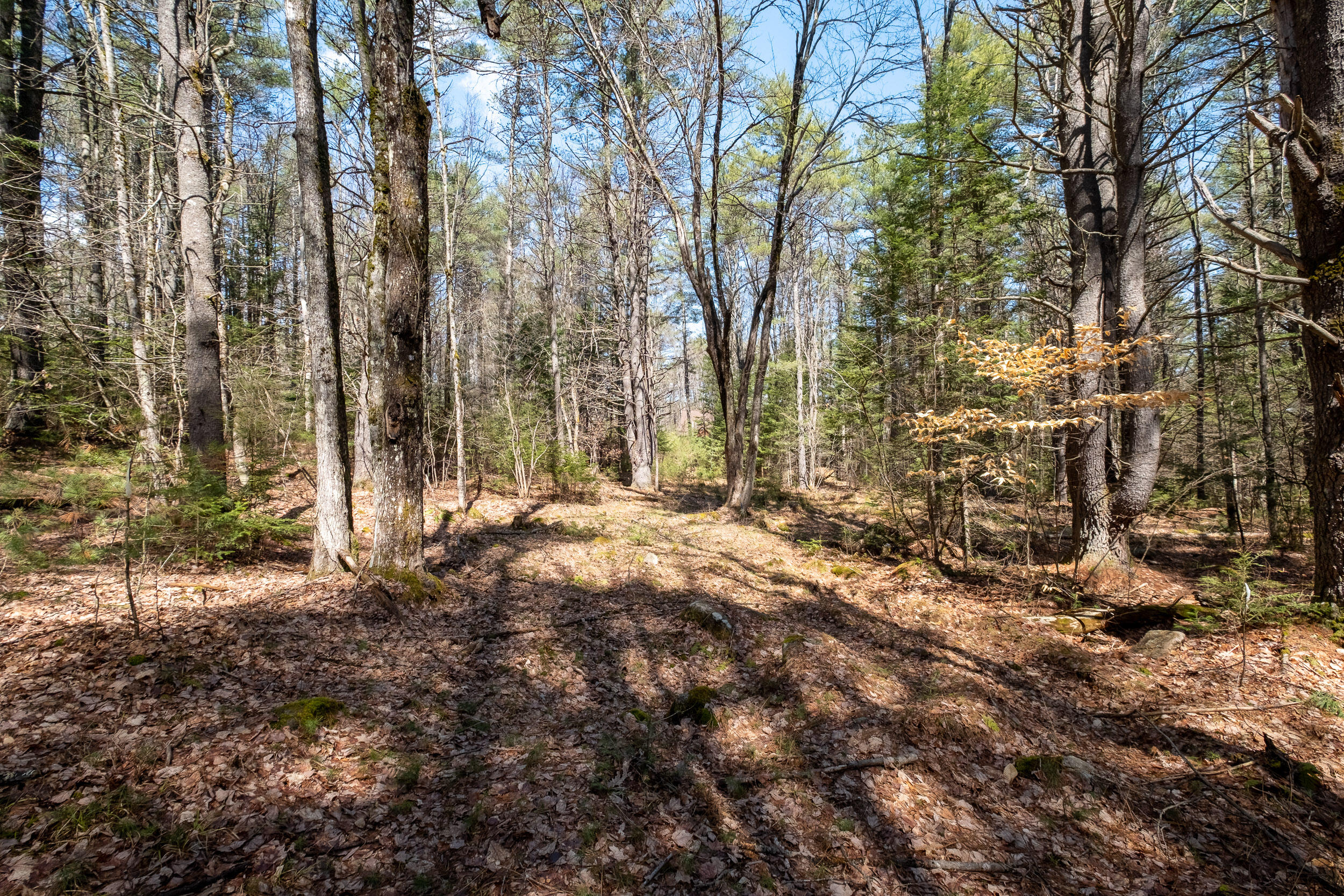 Lot 3 Big Woods Road Harrison, ME 04040 - Photo 11 of 26 Lot 3 Big Woods Rd_Harrison_09