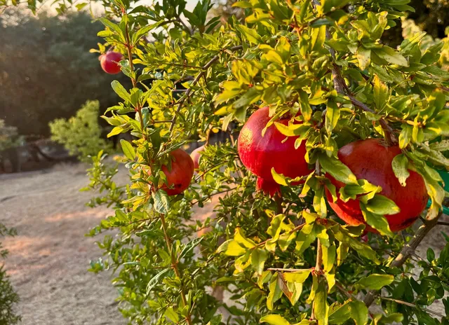 $639,000 | 10285 Ponderosa Way, Jackson, CA 95642