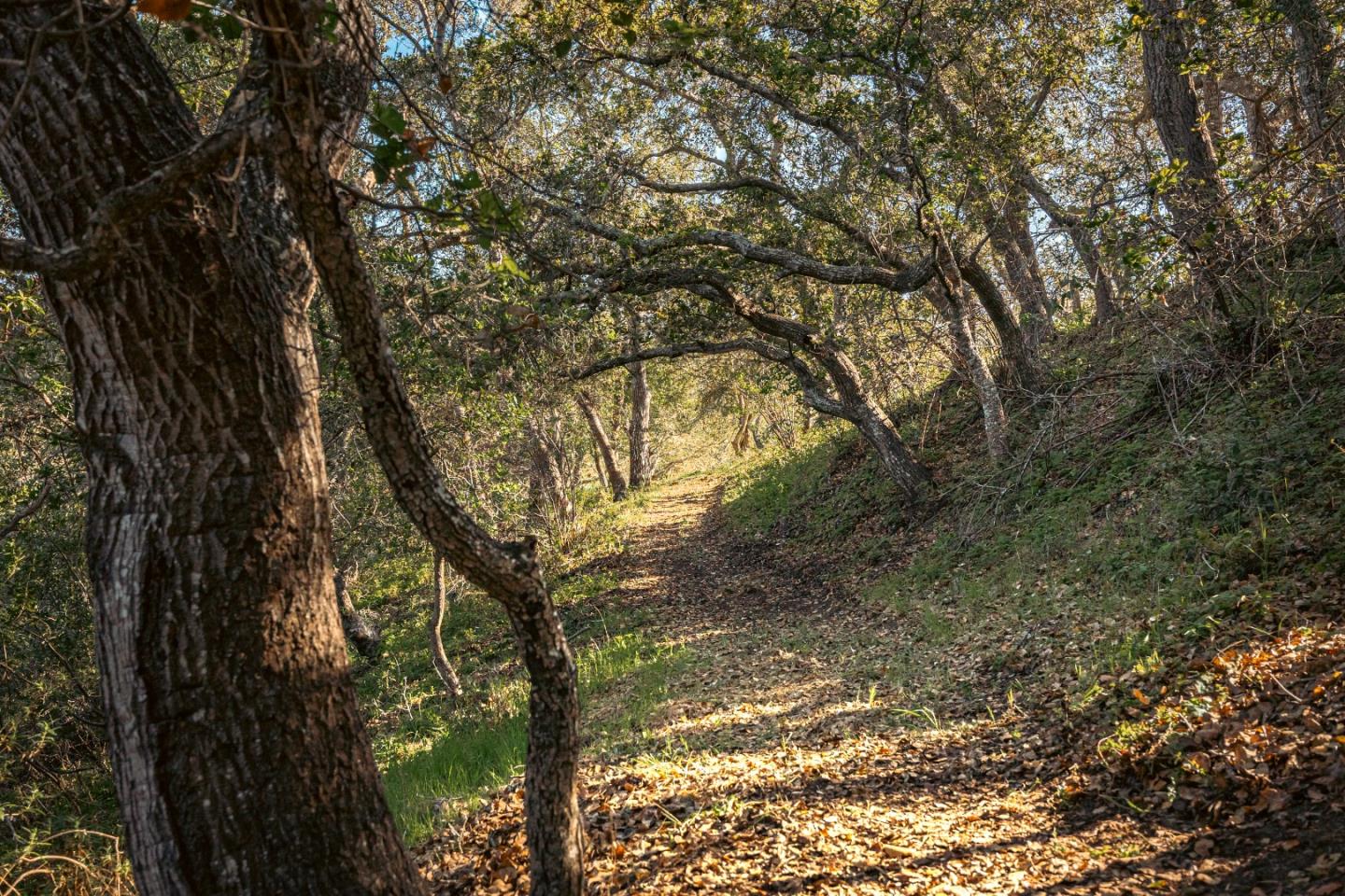 1130 Hidden Valley Road Soquel, CA 95073 - Photo 38 of 44 a backyard of a house with lots of green space