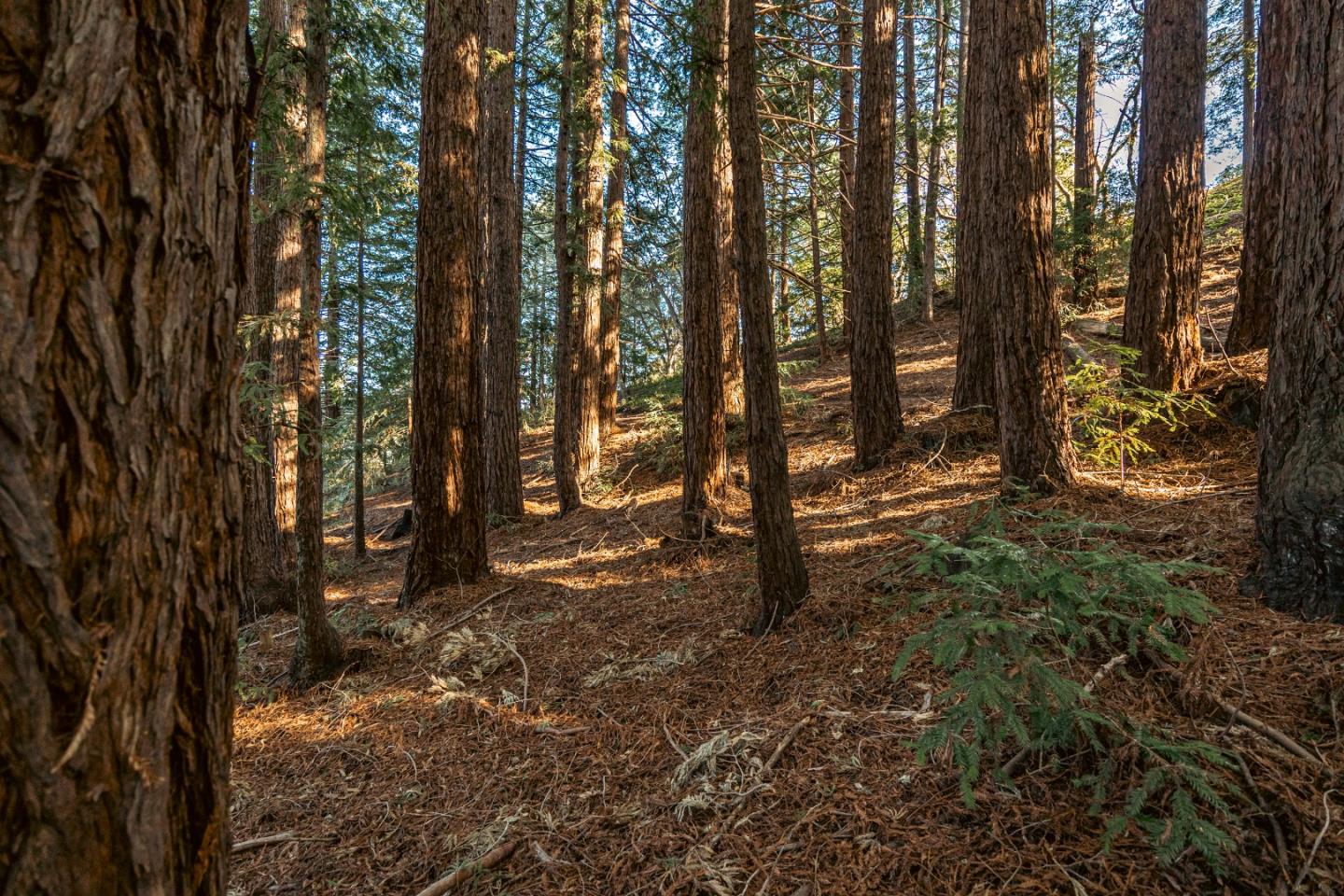 1130 Hidden Valley Road Soquel, CA 95073 - Photo 39 of 44 a view of a trees with lots of trees