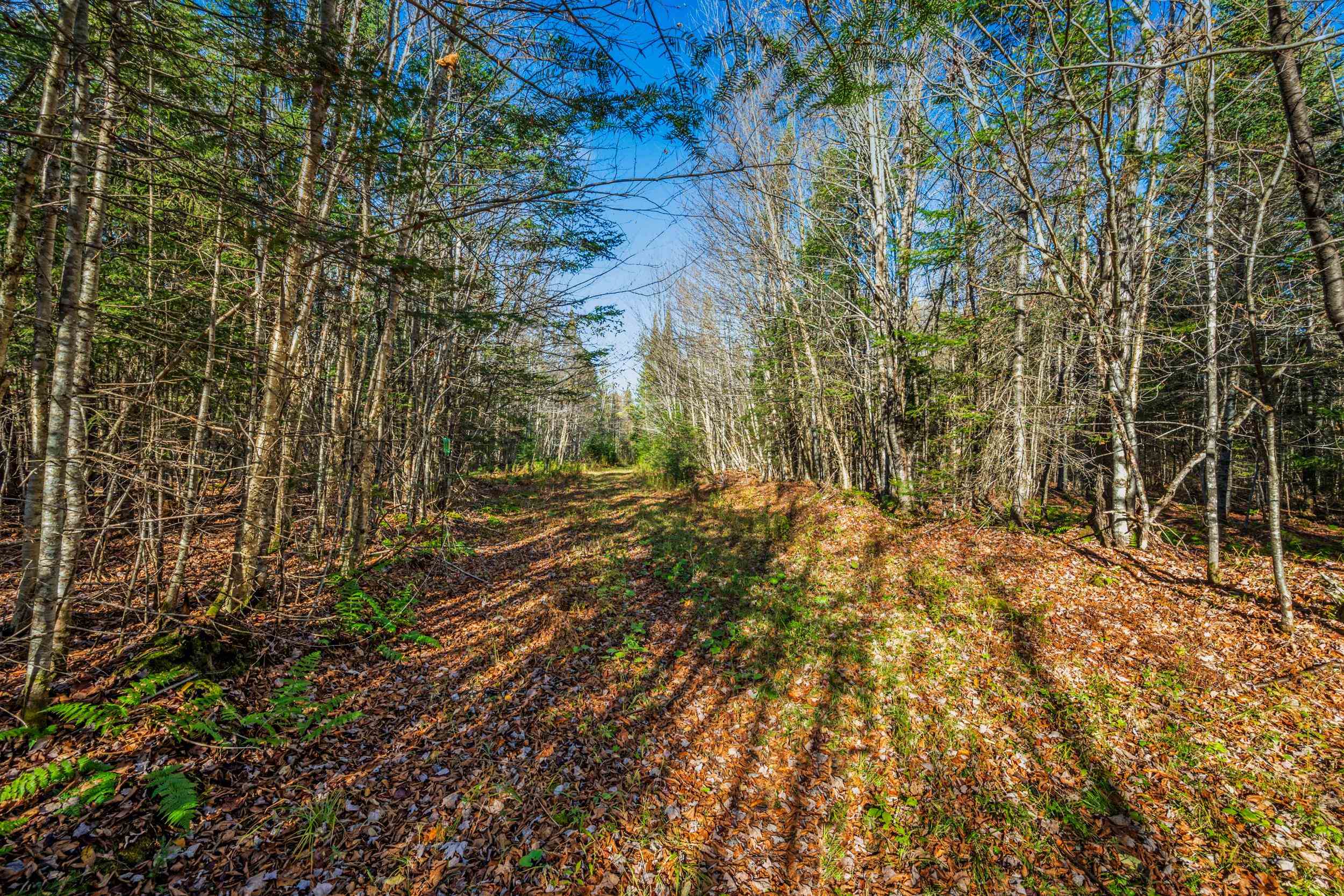 986 Summerhill Road Walden, VT 05843 - Photo 7 of 31 Gallery Image 7