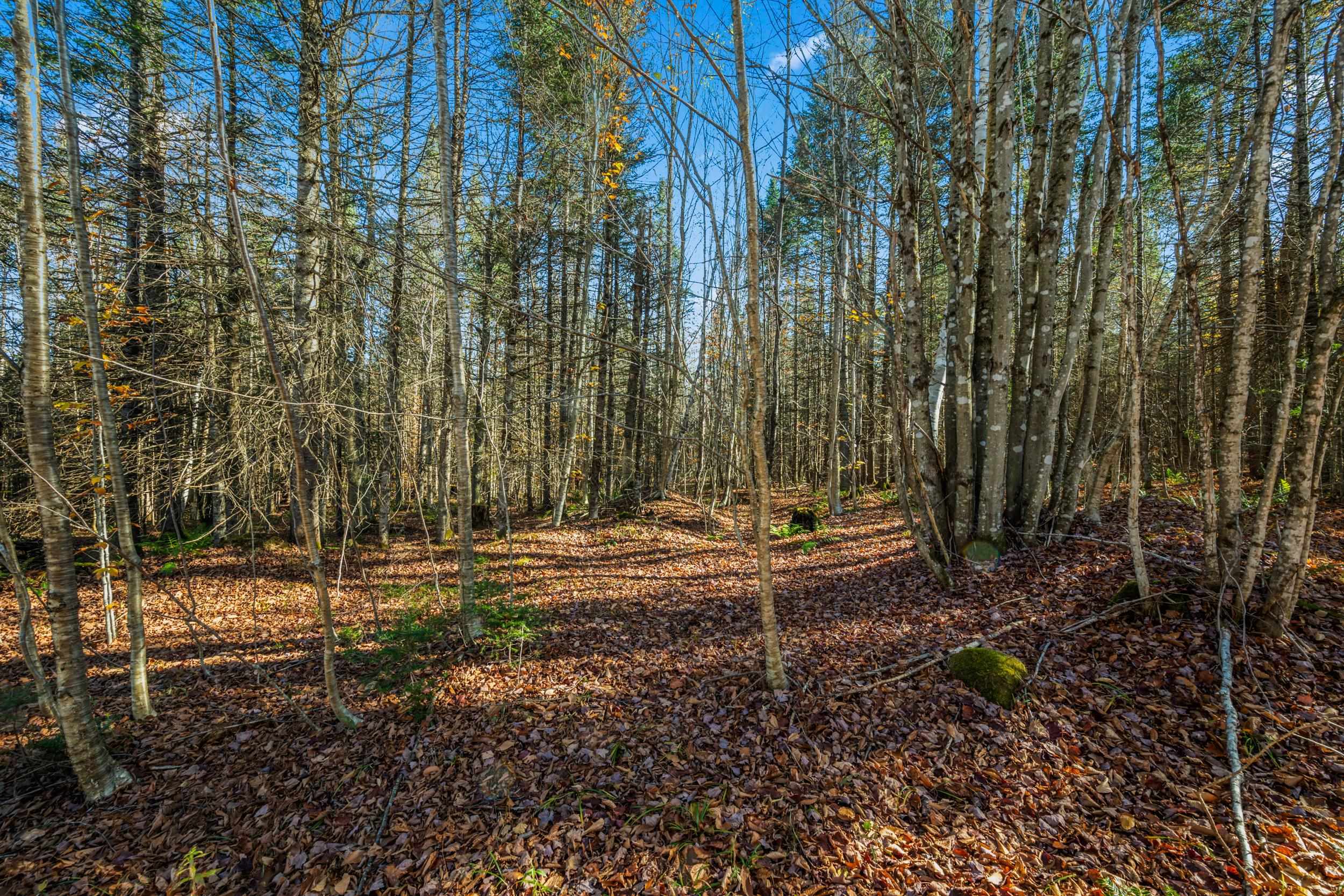 986 Summerhill Road Walden, VT 05843 - Photo 8 of 31 Gallery Image 8