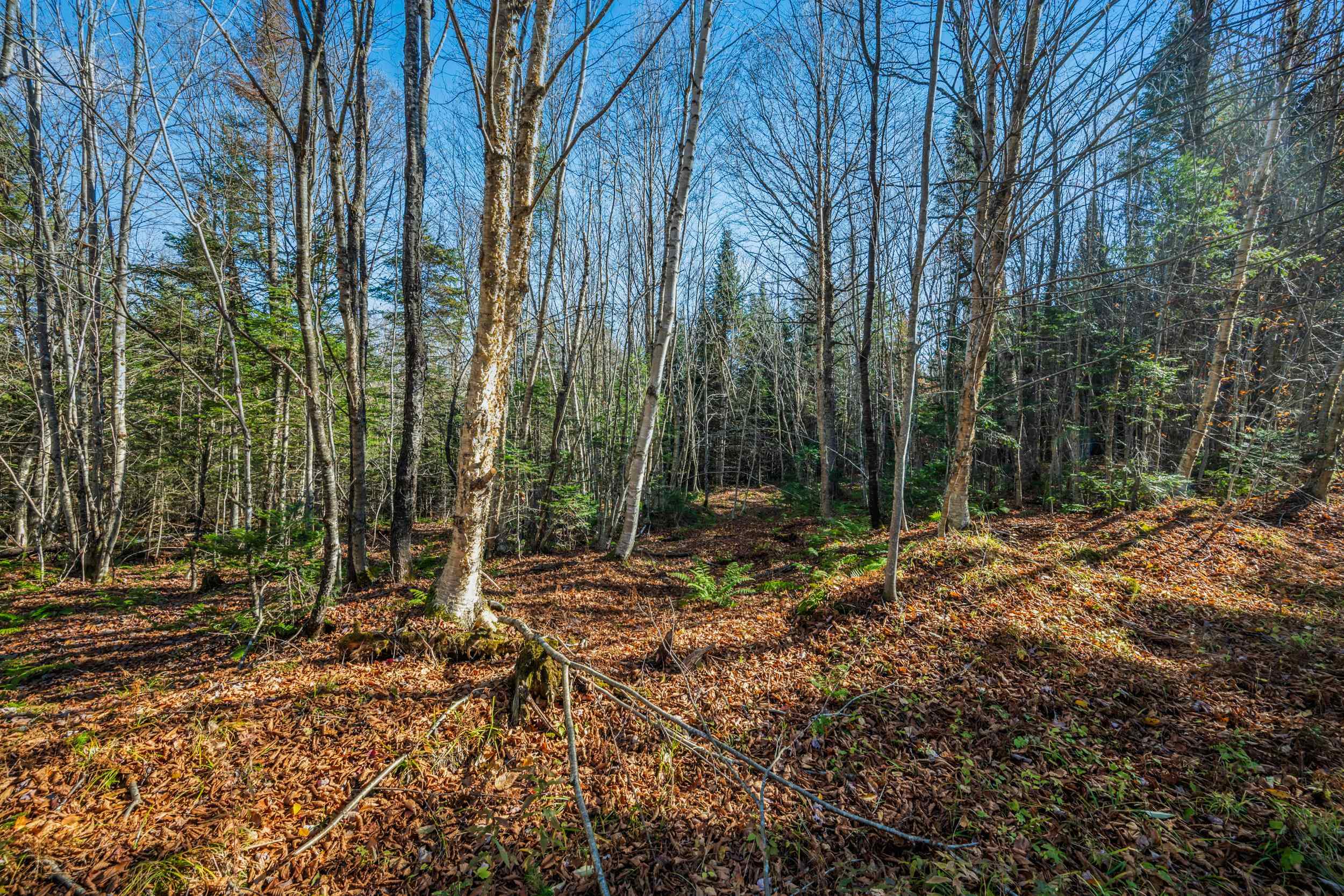 986 Summerhill Road Walden, VT 05843 - Photo 9 of 31 Gallery Image 9