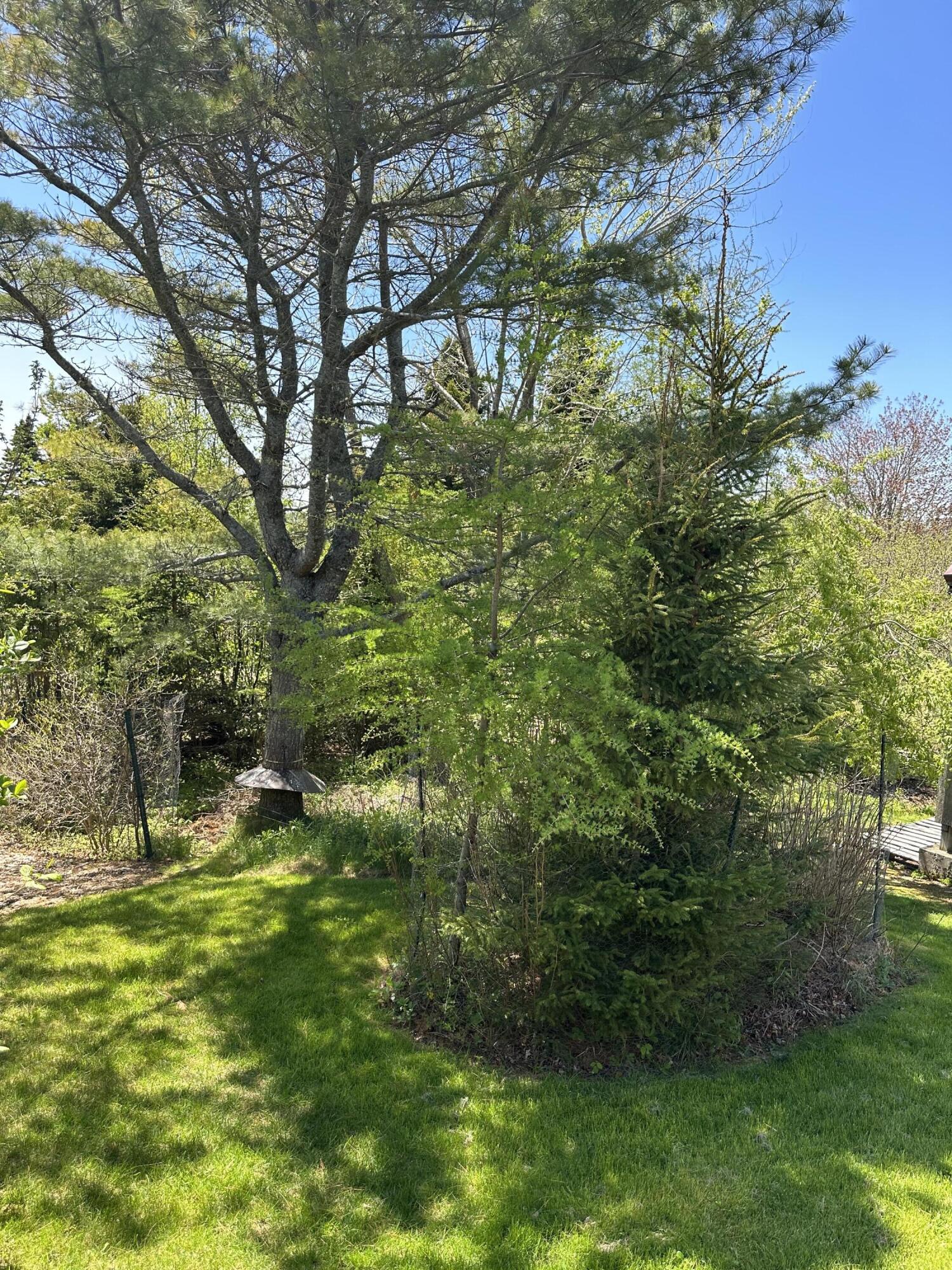 18 Mill Pond Road Gouldsboro, ME 04624 - Photo 44 of 76 IMG_7087