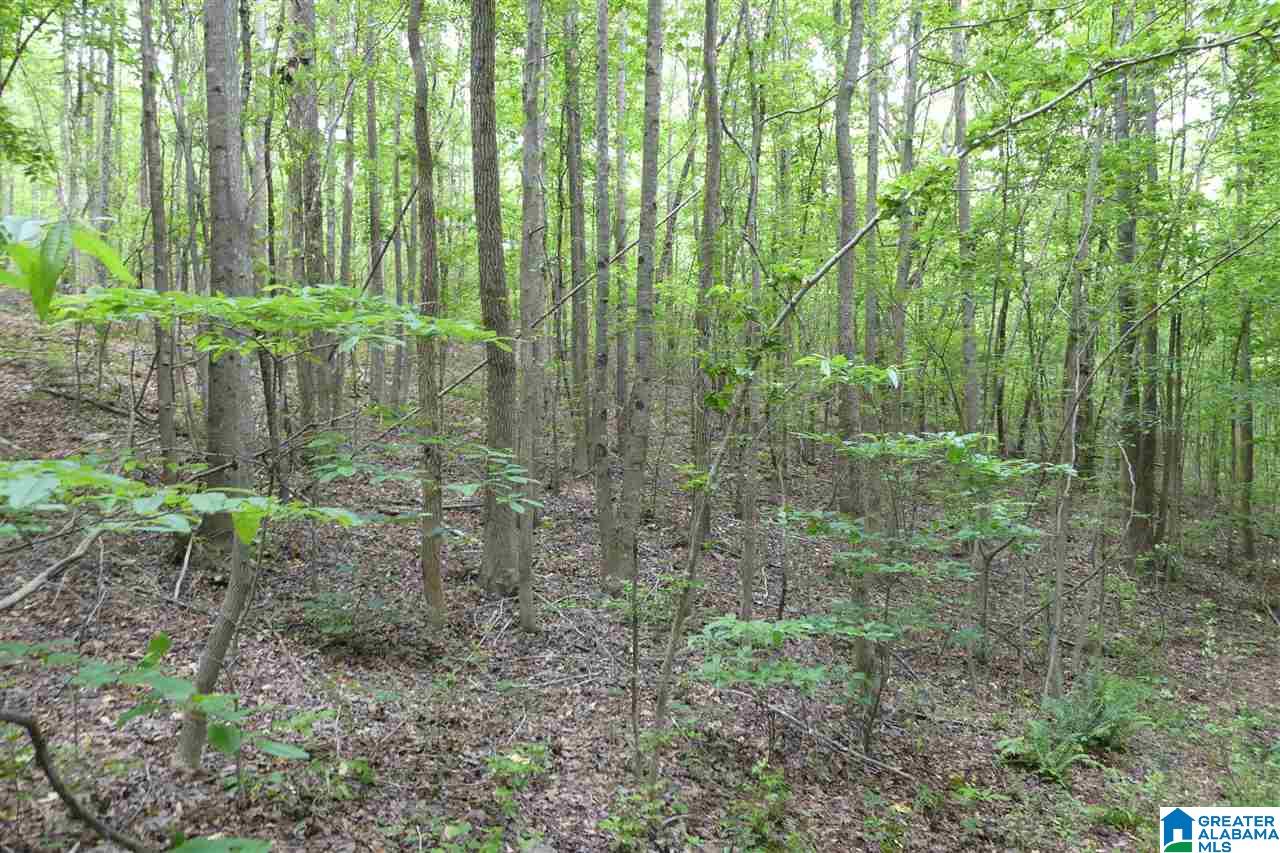 3036 County Road 7 Wedowee, AL 36278 - Photo 14 of 17