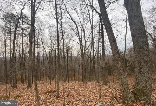 a view of a yard