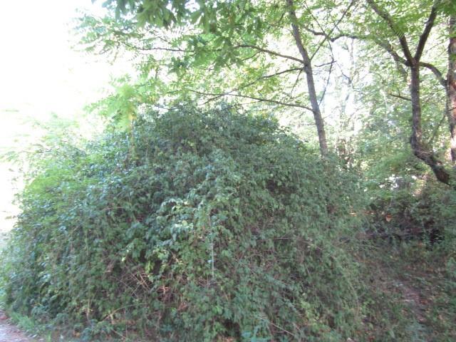 a view of a yard with a tree