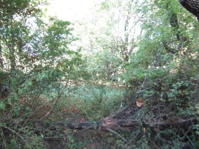 a view of a forest with lush green forest