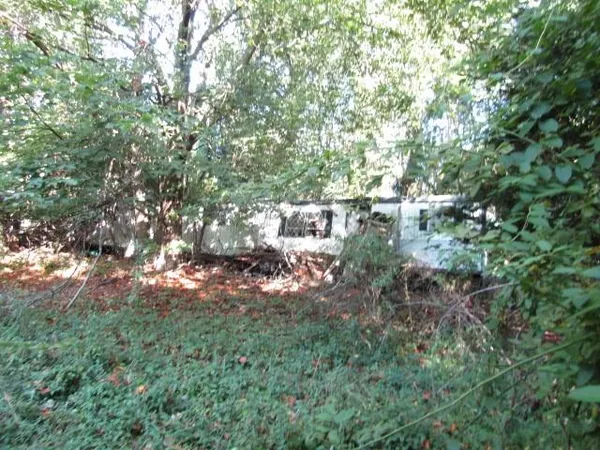 a view of a tree in a yard