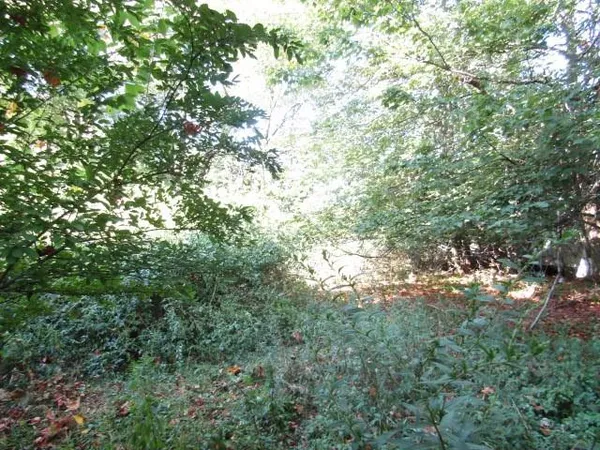 a view of a tree in a yard