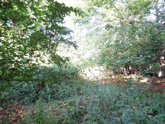 0 Douglass Road Beaver Falls, PA 15010 - Photo 5 of 10 a view of a tree in a yard
