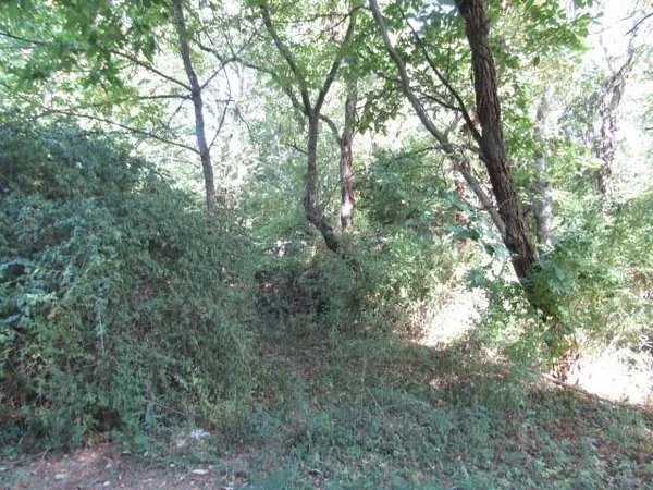 a view of forest