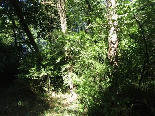 a view of a tree
