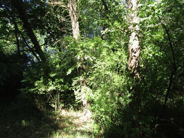 0 Douglass Road Beaver Falls, PA 15010 - Photo 7 of 10 a view of a tree