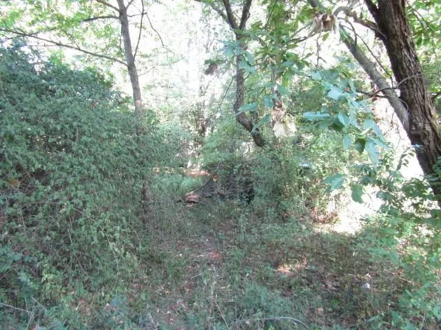 a view of a forest with a tree