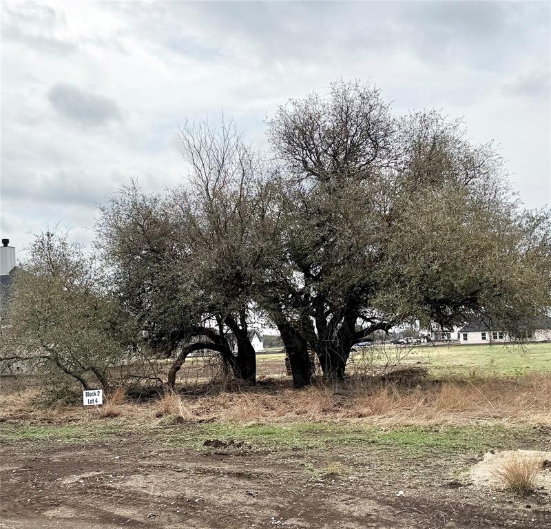 2008 Collin Street Weatherford, TX 76085 - Photo 24 of 25 TREES!