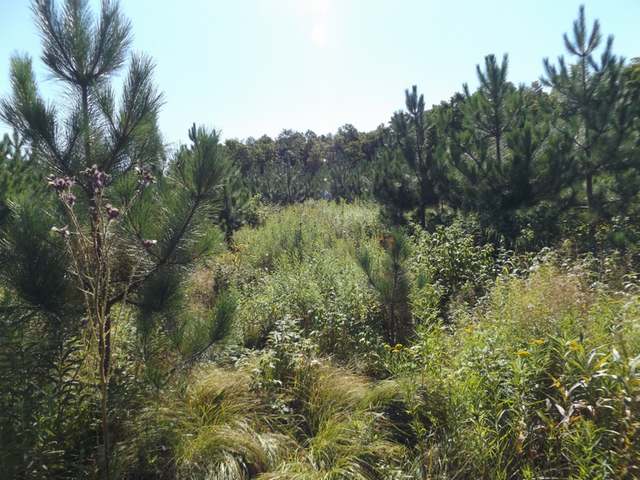 10-ac Star Lake Road Crandon, WI 54520 - Photo 10 of 19 Gallery Image 10
