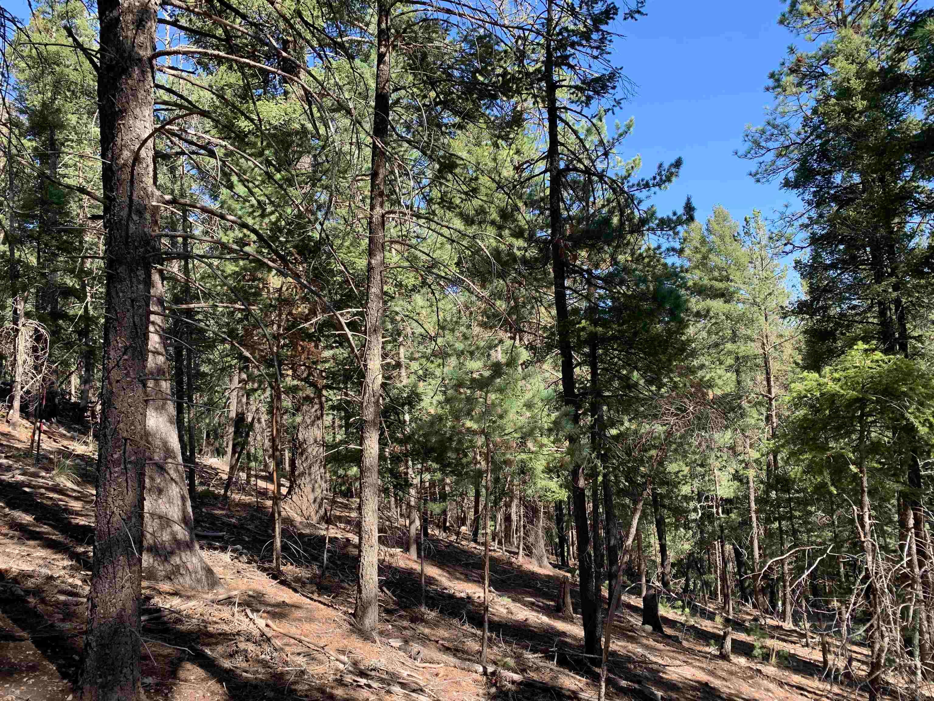 79 Lodge Spring Road Cloudcroft, NM 88317 - Photo 17 of 17 Gallery Image 17