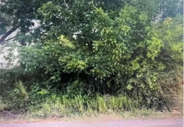 a view of a lush green forest