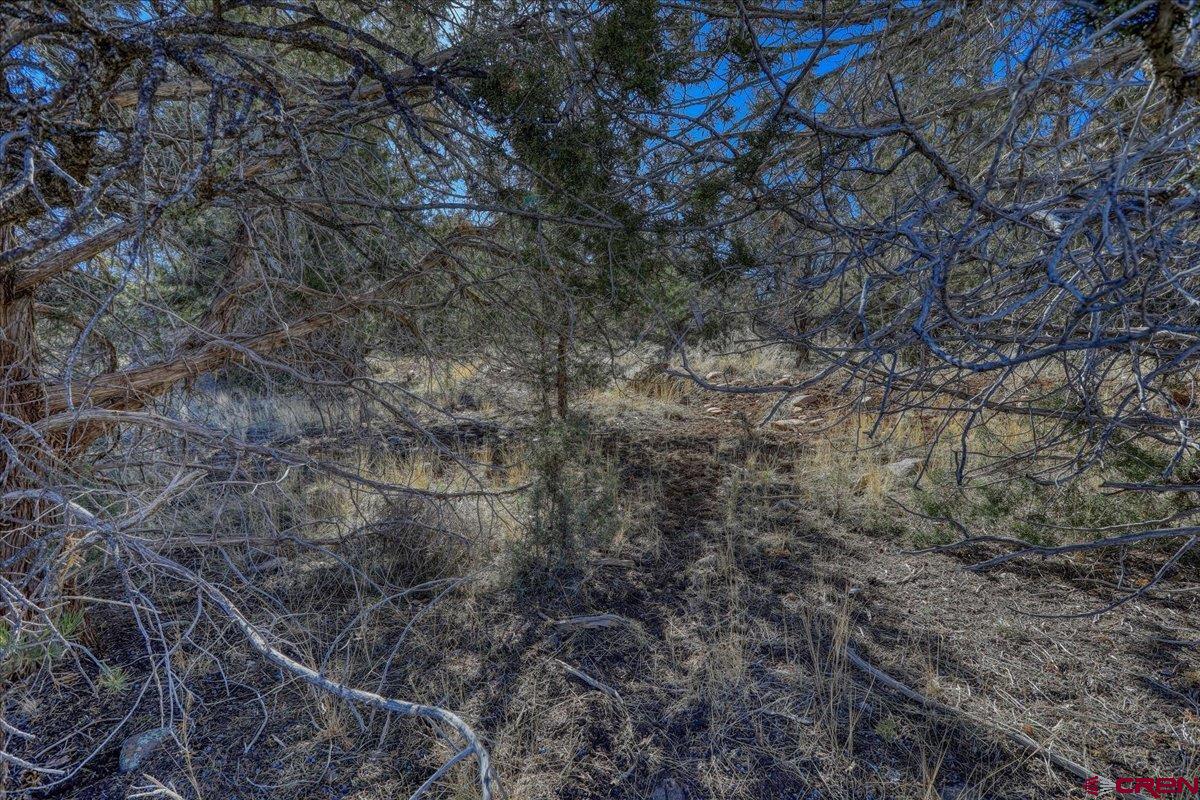 17580 Highway 151 Arboles, CO 81121 - Photo 11 of 35 a view of a forest with lots of trees