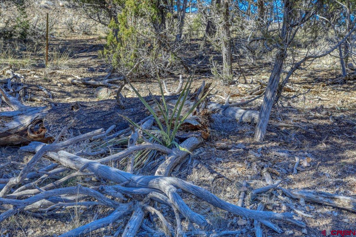 17580 Highway 151 Arboles, CO 81121 - Photo 13 of 35 a backyard of a house with lots of green space