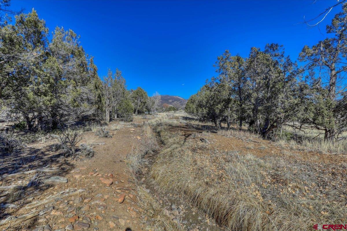 17580 Highway 151 Arboles, CO 81121 - Photo 14 of 35 a view of a dry yard with trees