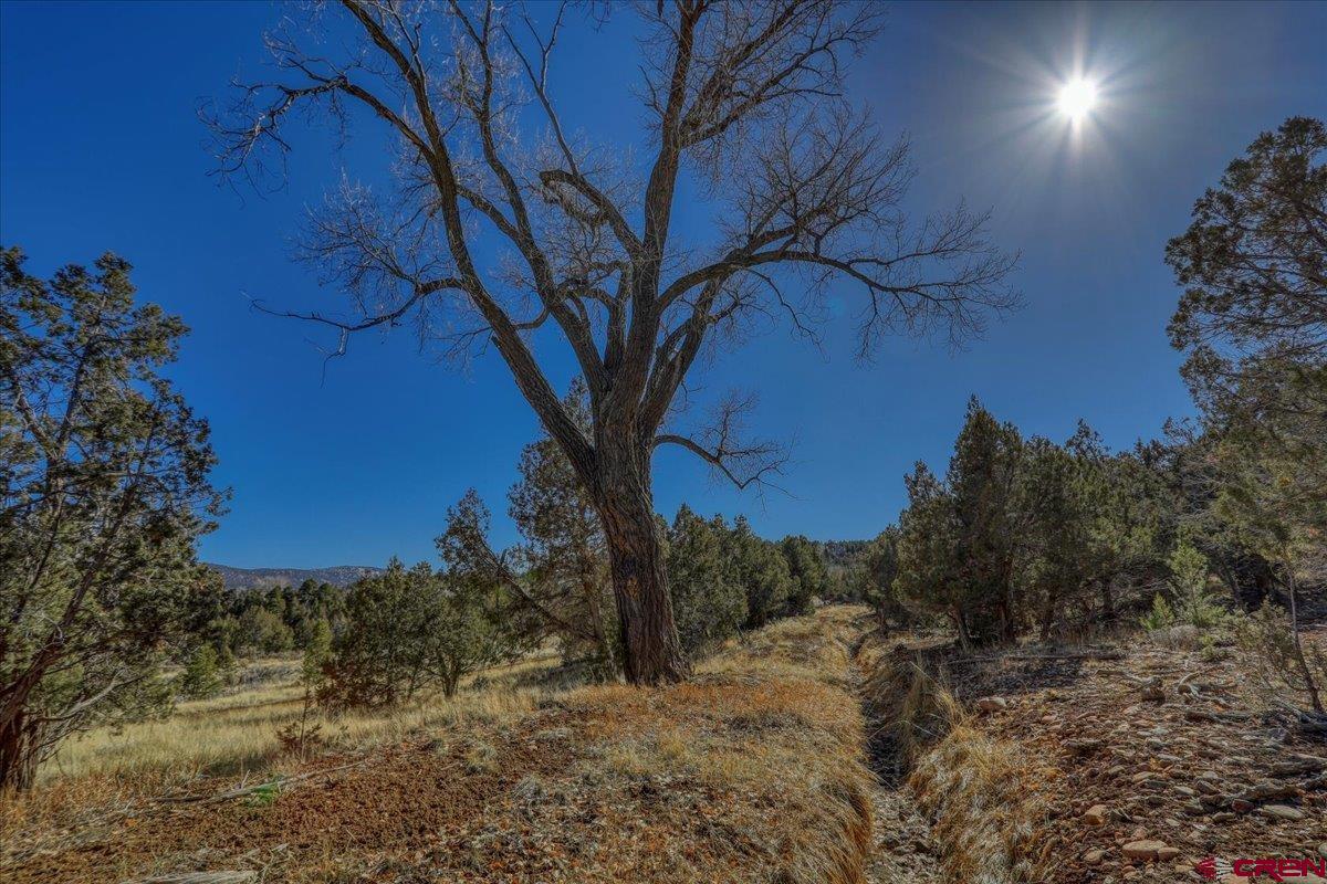 17580 Highway 151 Arboles, CO 81121 - Photo 15 of 35 a view of a yard with a tree