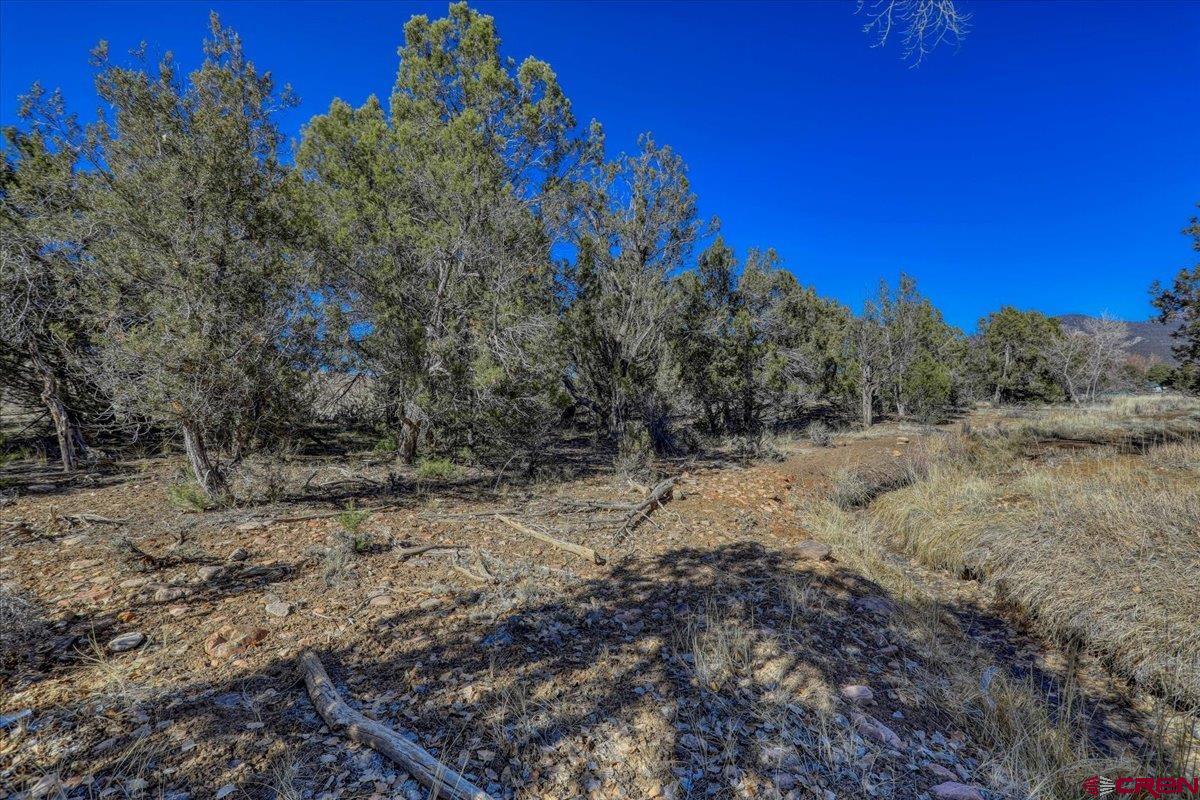 17580 Highway 151 Arboles, CO 81121 - Photo 16 of 35 a view of a dry yard with trees