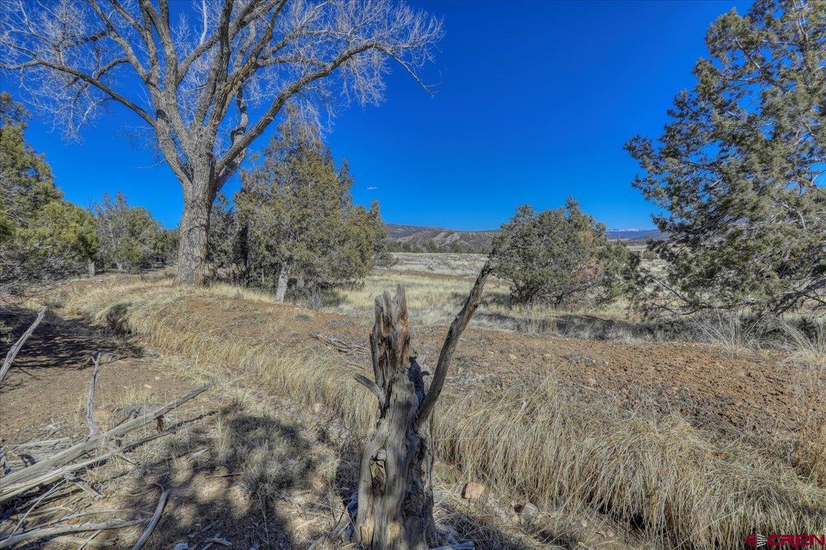 17580 Highway 151 Arboles, CO 81121 - Photo 17 of 35 a view of a dry yard with trees