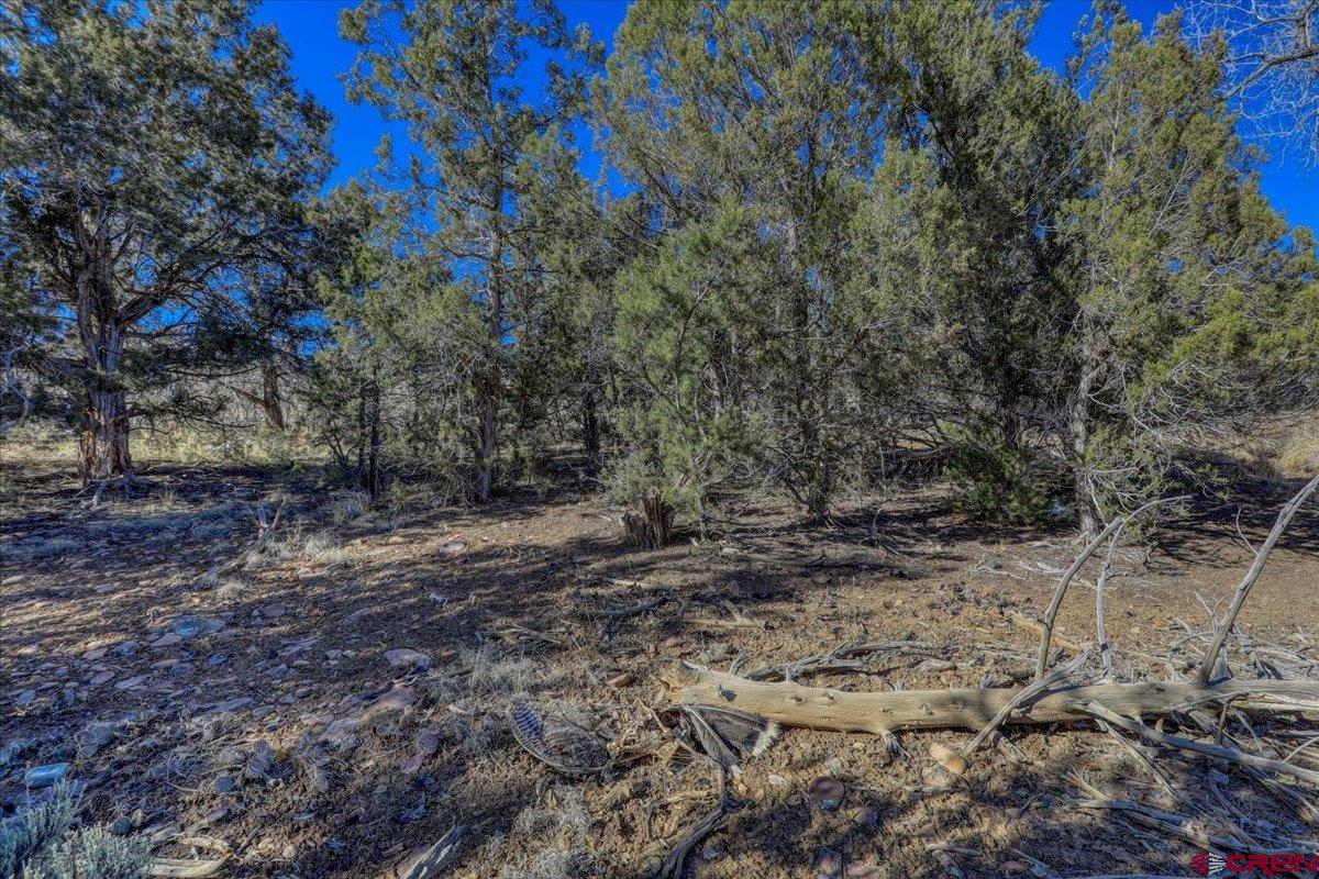 17580 Highway 151 Arboles, CO 81121 - Photo 18 of 35 a view of a yard with lots of bushes