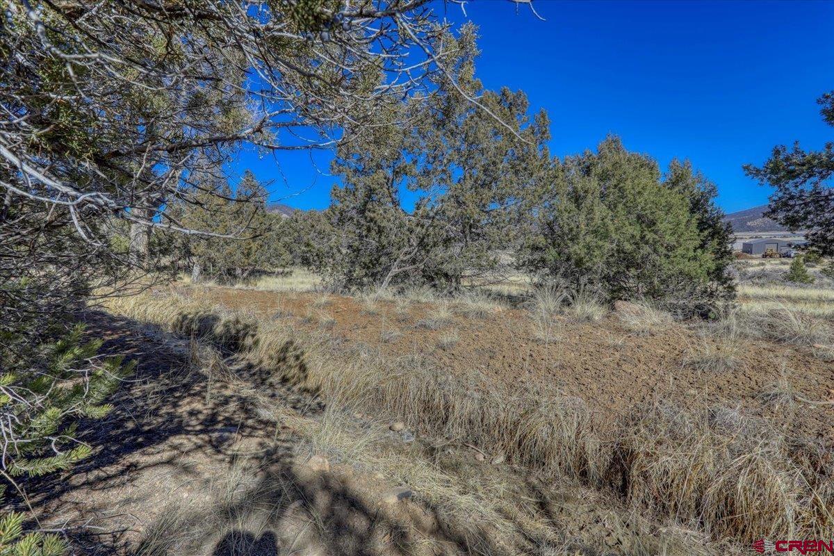 17580 Highway 151 Arboles, CO 81121 - Photo 19 of 35 a view of a yard with a tree